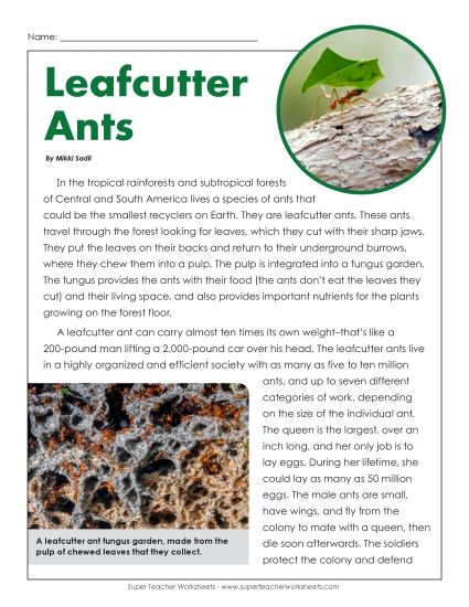 Insects, Spiders, and Bugs - Leaf Cutter Ants Article (Printable PDF Worksheet)