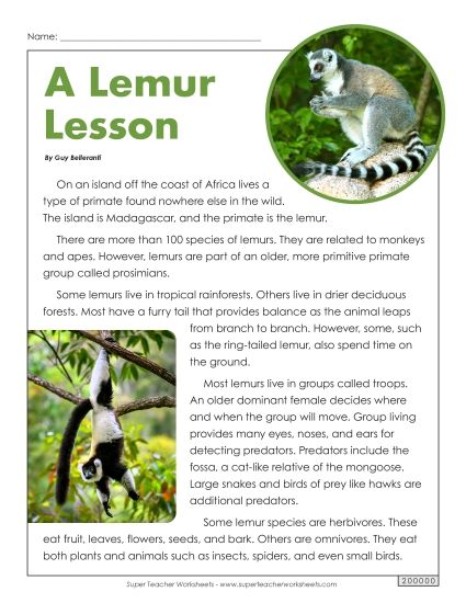 Mammals - Lemurs (Printable PDF Worksheet)
