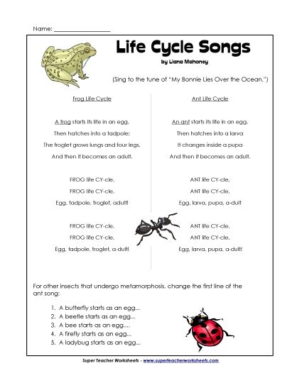 Songs - Life Cycle Song Activity (Printable PDF Worksheet)