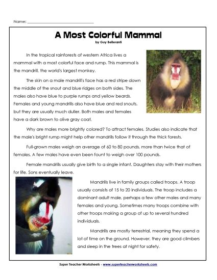 Mammals - Mandrills (Printable PDF Worksheet)