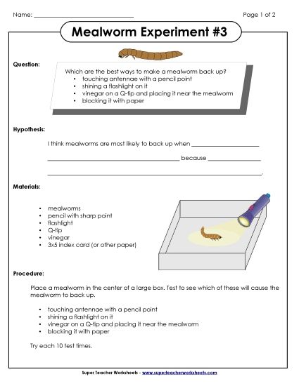 Mealworm Science Experiments - Mealworm Experiment #3 (Printable PDF Worksheet)
