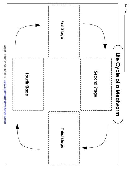 Mealworm Life Cycle - Mealworm Life Cycle Cut & Glue (Printable PDF Worksheet)