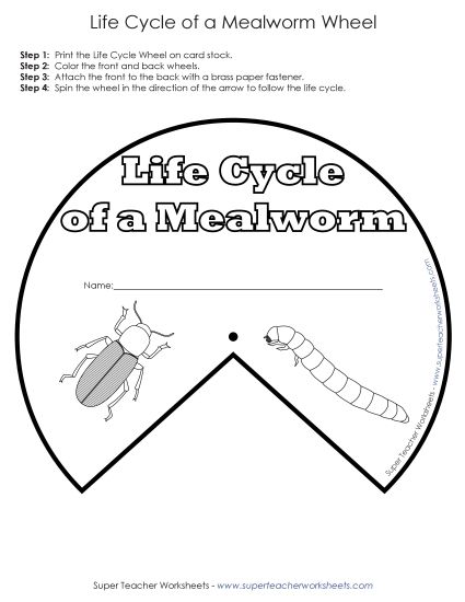 Mealworm Life Cycle - Mealworm Life Cycle Wheel (Printable PDF Worksheet)