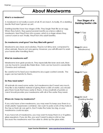 Insects, Spiders, and Bugs - Mealworms (Printable PDF Worksheet)