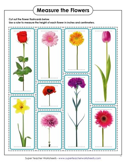 Conversions & Unit Comparisons - Measure the Flowers (Printable PDF Worksheet)