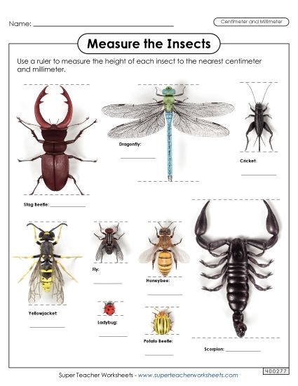 Mixed-Unit Measuring and Converting - Measure the Insects  (Nearest Centimeter and Millimeter) (Printable PDF Worksheet)