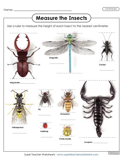 Measuring Centimeters - Measure the Insects (Nearest Centimeter) (Printable PDF Worksheet)