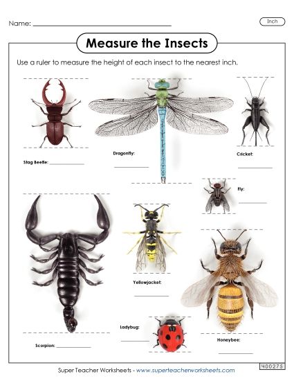 Nearest Inch - Measure the Insects (Nearest Inch) (Printable PDF Worksheet)