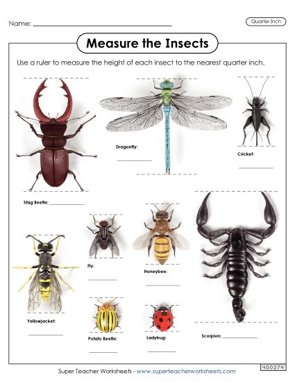 Nearest Quarter Inch - Measure the Insects (Nearest Quarter Inch) (Printable PDF Worksheet)