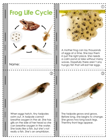 Activities - Mini Book: Frog Life Cycle (Printable PDF Worksheet)