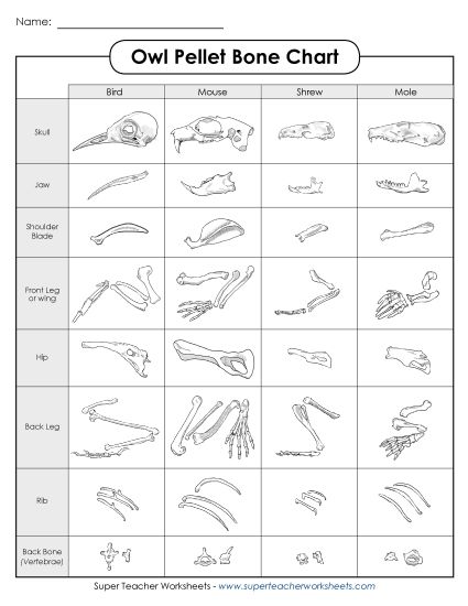 Owl Pellets - Owl Pellet Bone Chart (Printable PDF Worksheet)