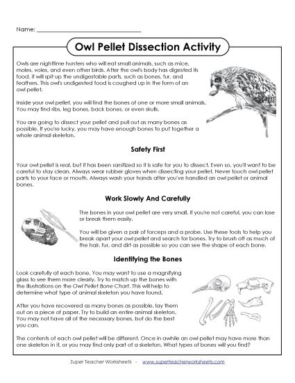 Owl Pellets - Owl Pellet Dissection Activity (Printable PDF Worksheet)