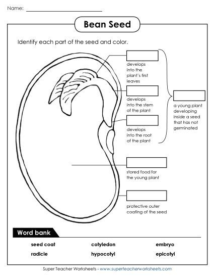 Beans and Bean Plants - Parts of a Bean (Intermediate) (Printable PDF Worksheet)