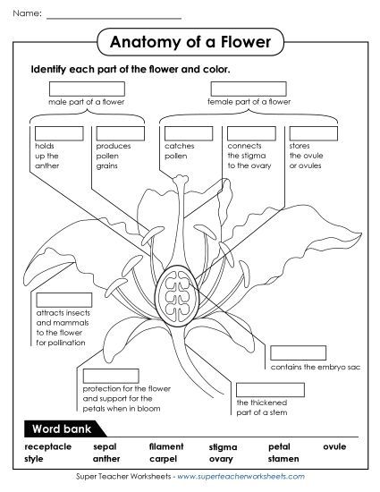 Flowers - Parts of a Flower (Advanced) (Printable PDF Worksheet)