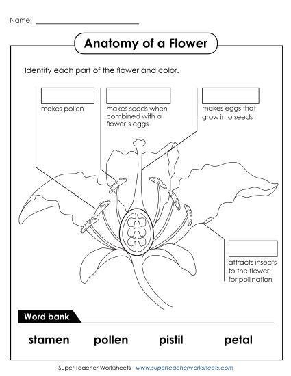 Flowers - Parts of a Flower (Intermediate) (Printable PDF Worksheet)