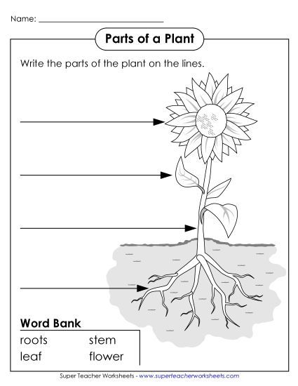 Parts of a Plant (Basic) - Parts of a Plant (Basic) (Printable PDF Worksheet)