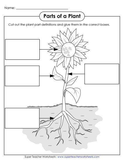 Parts of a Plant (Basic) - Parts of a Plant Cut & Glue (Basic) (Printable PDF Worksheet)