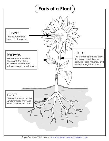 Parts of a Plant (Basic) - Parts of a Plant Poster (Basic; Black & White) (Printable PDF Worksheet)