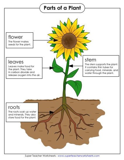 Parts of a Plant (Basic) - Parts of a Plant Poster (Basic; Color) (Printable PDF Worksheet)