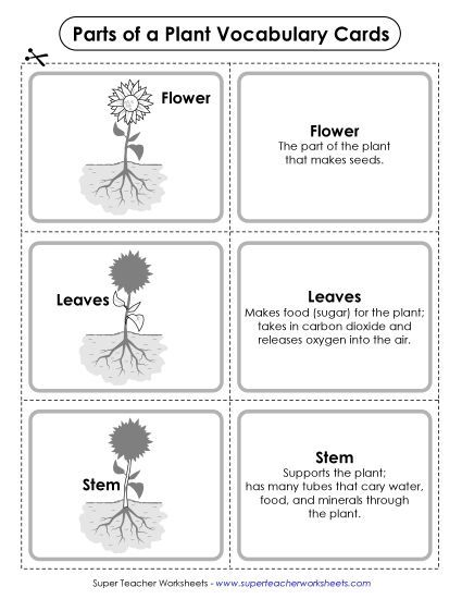 Parts of a Plant (Basic) - Parts of a Plant Vocabulary Cards (Basic) (Printable PDF Worksheet)