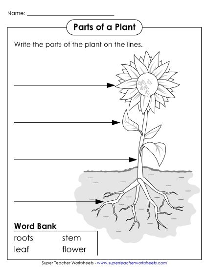 Earth Day Worksheets - Parts of a Plant Worksheet (Printable PDF Worksheet)