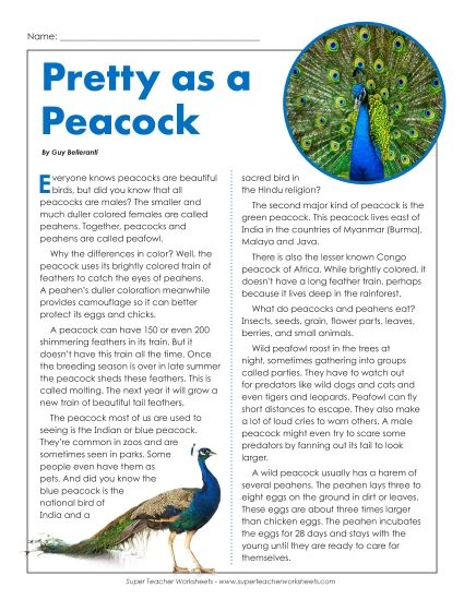 Birds - Peacocks (Peafowl) (Printable PDF Worksheet)