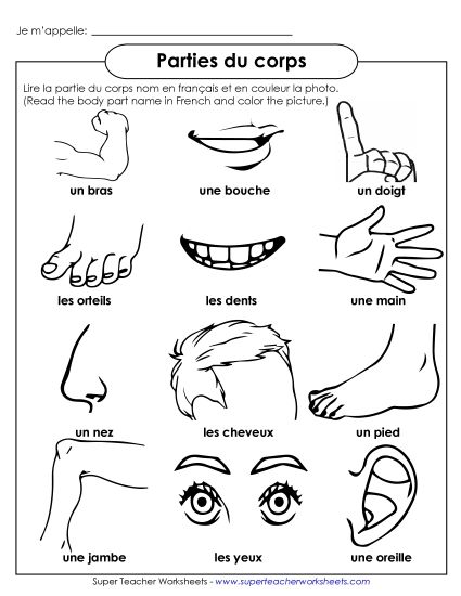 Body Parts (Parties du corps) - Pictures: Body Parts (Printable PDF Worksheet)