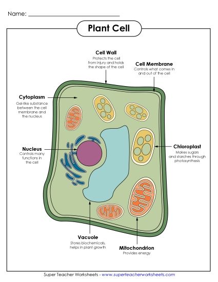 Plant Cells (Basic) - Plant Cell Parts (Color Poster) (Printable PDF Worksheet)