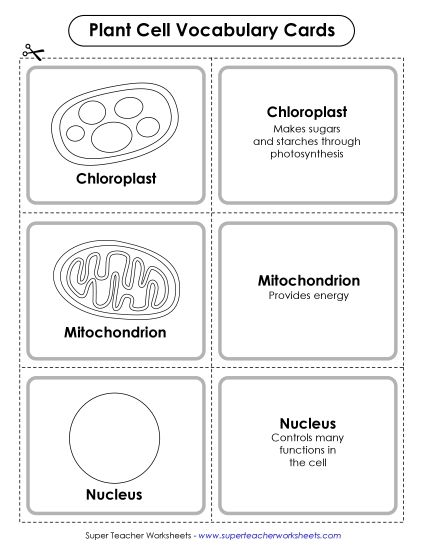 Plant Cells (Basic) - Plant Cell Vocabulary Cards (Printable PDF Worksheet)