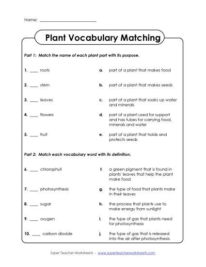Plant Worksheets (Intermediate) - Plant Matching Activity (Intermediate) (Printable PDF Worksheet)