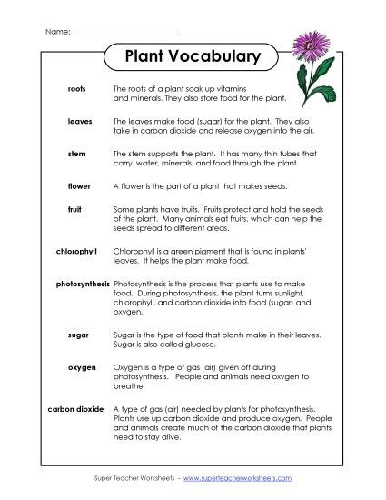 Plant Worksheets (Intermediate) - Plant Vocabulary Words (Printable PDF Worksheet)
