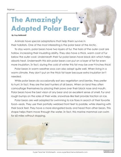 Mammals - Polar Bears (Printable PDF Worksheet)