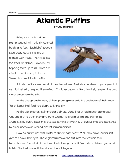 Reading Comprehension - Printable Atlantic Puffins Worksheet  (Printable PDF Worksheet)
