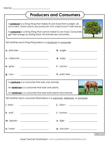 Food Chain Worksheets - Producers and Consumers (Printable PDF Worksheet)