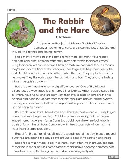Mammals - Rabbits and Hares (Printable PDF Worksheet)