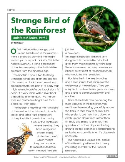 Nonfiction Articles - Rainforest, Part 2: Hoatzin Bird (Printable PDF Worksheet)