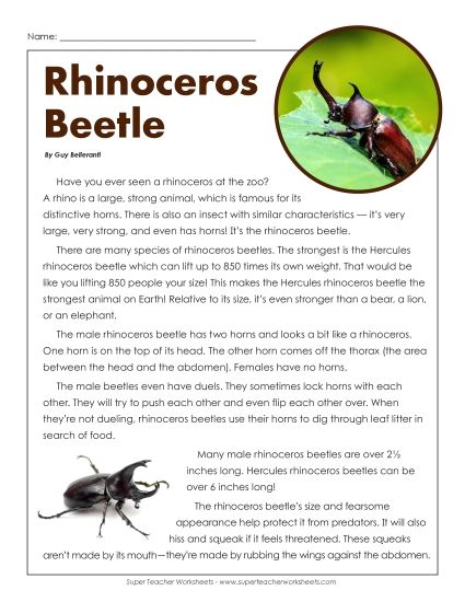 Nonfiction - Read about the Rhinoceros Beetle (Printable PDF Worksheet)
