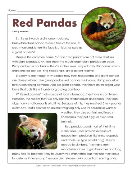 Nonfiction Articles - Red Pandas (Printable PDF Worksheet)