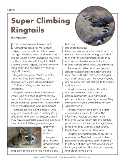 Nonfiction - Ringtails (Printable PDF Worksheet)