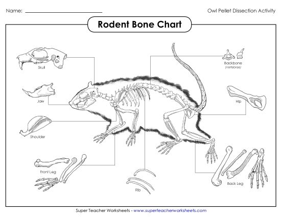 Owl Pellets - Rodent Skeleton Chart (Printable PDF Worksheet)