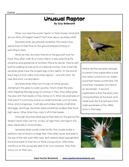Birds - Secretary Bird (Printable PDF Worksheet)