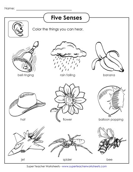 Worksheets - Sense of Hearing (Printable PDF Worksheet)