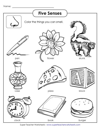 Worksheets - Sense of Smell (Printable PDF Worksheet)