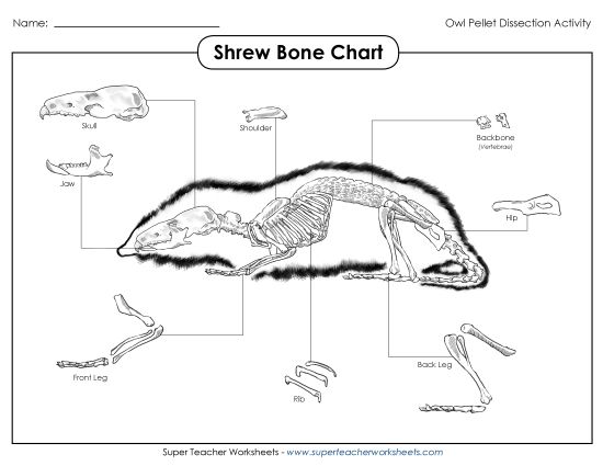 Owl Pellets - Shrew Skeleton Chart (Printable PDF Worksheet)
