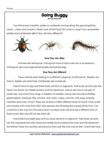 Animal Articles - Spiders, Beetles, Centipedes (Printable PDF Worksheet)