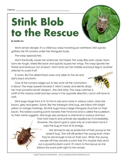 Insects, Spiders, and Bugs - Stink Bugs (Printable PDF Worksheet)