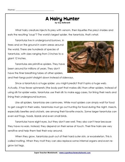 Insects, Spiders, and Bugs - Tarantulas (Printable PDF Worksheet)