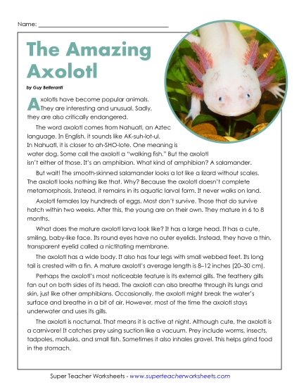 Nonfiction Articles - The Amazing Axolotl (Printable PDF Worksheet)