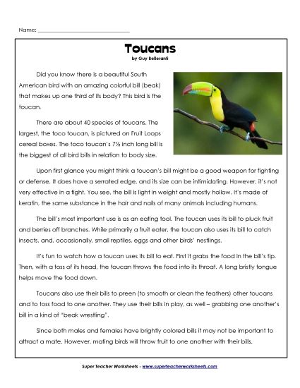 Birds - Toucans (Printable PDF Worksheet)
