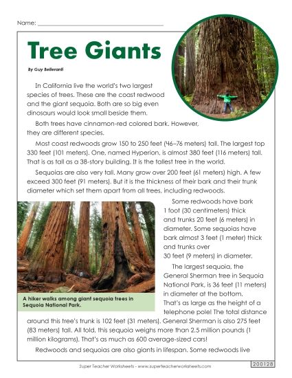 Nonfiction Articles - Tree Giants (Printable PDF Worksheet)